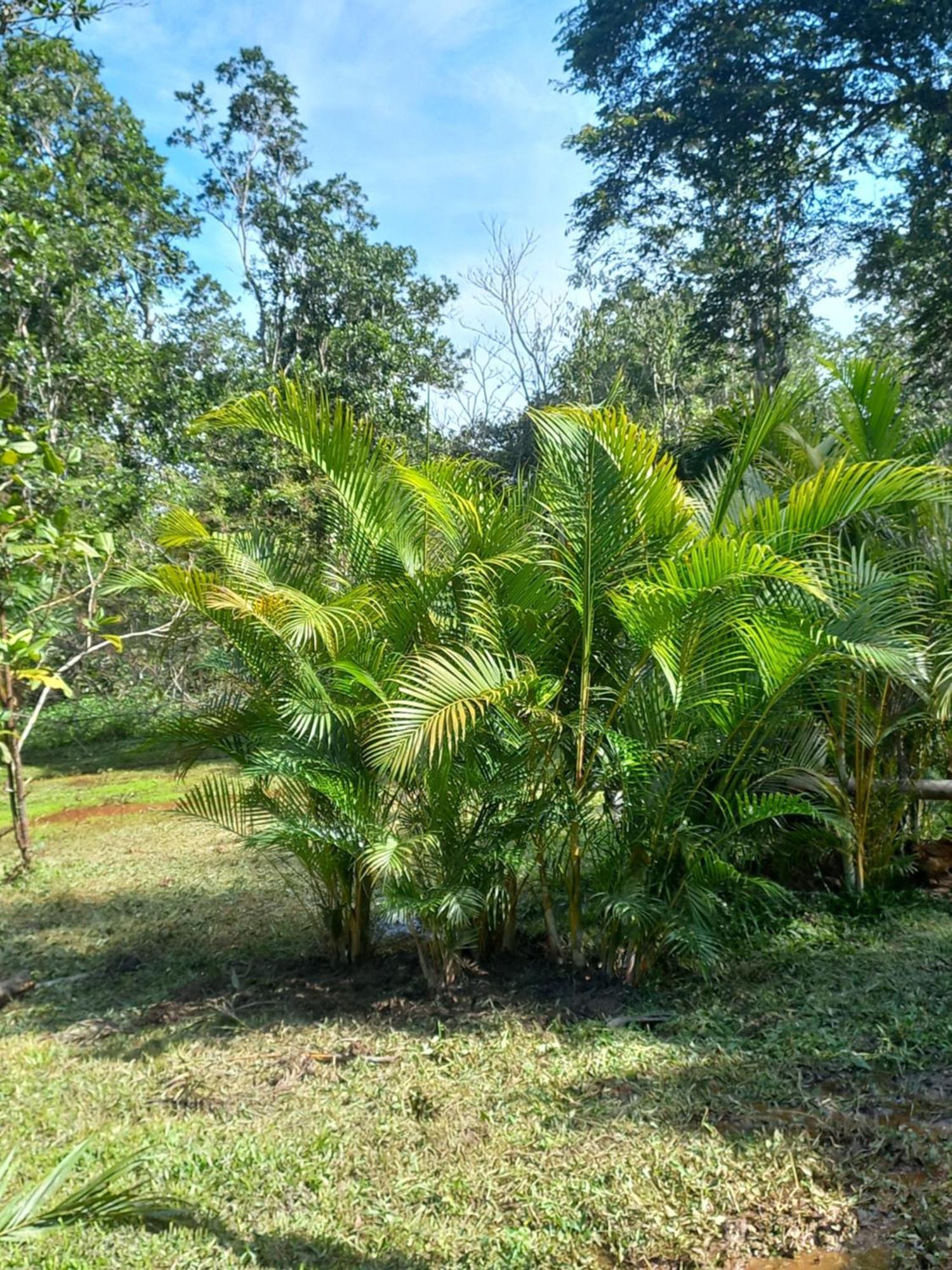 Villa Recanto Dos Lobosco Araquari Exterior foto